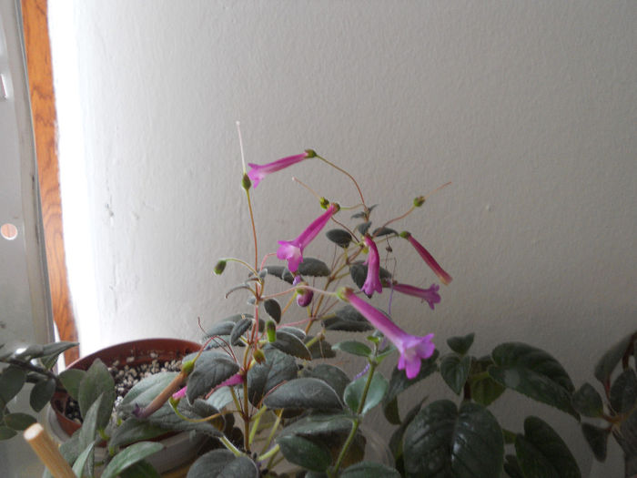 DSCN7003 - Sinningia 2014