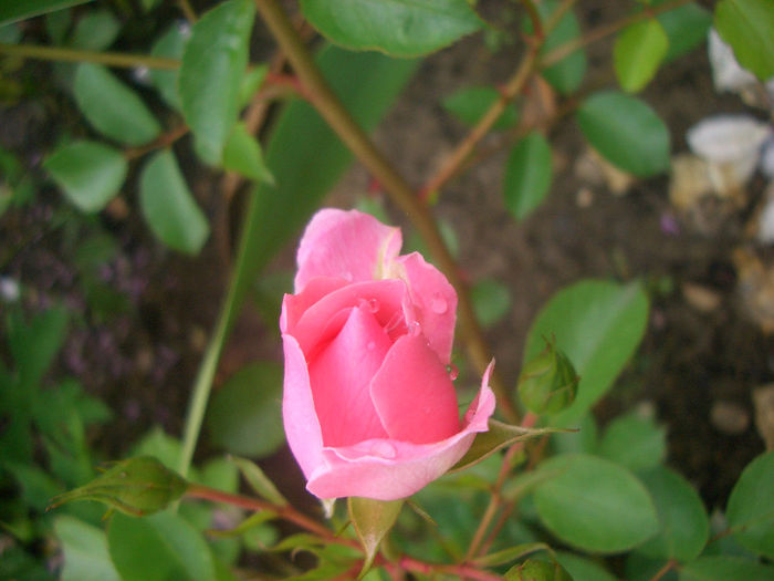 'Summerwind'• Göteborgs Posten • KORlanum • Sommarwind • Sommerwind ® • Surrey • Vent d'Eté ®; Shrub.  Bred by Reimer Kordes (Germany, 1985).
