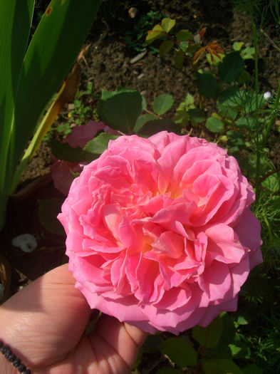 'Jubilee Celebration' • AUShunter; Shrub.  English Rose Collection.  Bred by David Austin (United Kingdom, 2002).
