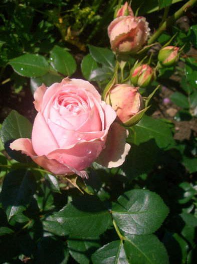 'Giardina' • L'Alhambra ® • RT 97-289 • TAN97289; Climber.  Bred by Hans Jürgen Evers (Germany, 1997).
