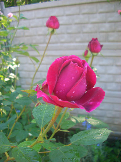 'Falstaff ® ™' • AUSverse; Shrub.  English Rose Collection.  Bred by David Austin (United Kingdom, 1999).
