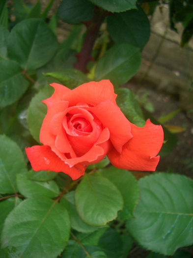 'Cristoforo Colombo ®' • MEIronsse; Hybrid Tea.  Bred by Alain Meilland (France, 1992).
