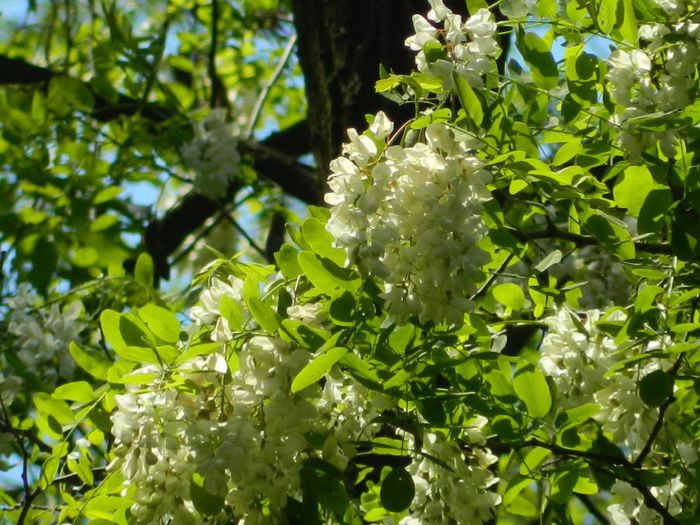 DSCN9803 - HERCULANE_MAI_3_2014