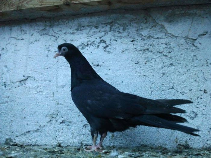 10417005_486474284819230_1411278892_n - pui 2014