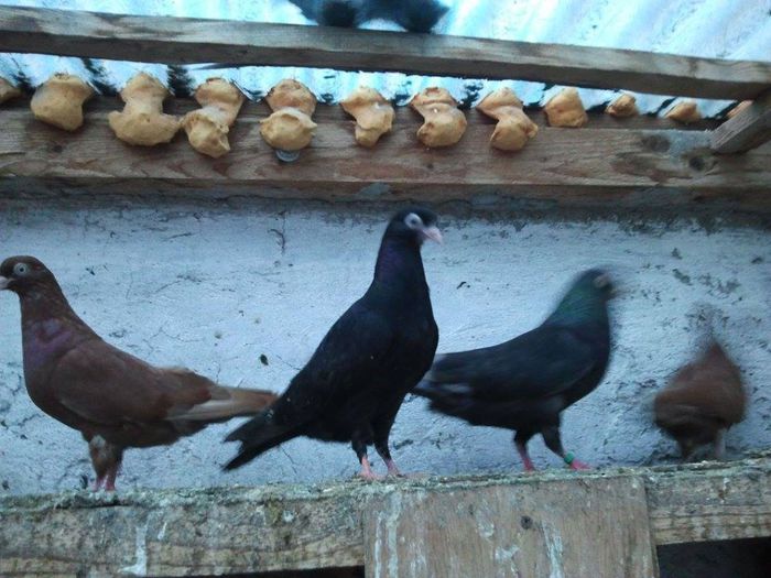 10417202_486483328151659_672428100_n - pui 2014