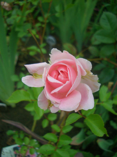 'The Faun' • Bossa Nova™ • Granny• Land Brandenburg• Meine Oma • My Granny • My Ouma • POUloma • The; Floribunda, Polyantha.  Bred by L. Pernille Olesen (Denmark, 1983). Bred by Mogens Nyegaard Olesen (Denmark, 1983).
