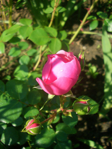 'Pomponella ®'• KORpompan • Pomponella Fairy Tale; Floribunda.  Bred by W. Kordes &amp; Sons (Germany, 2005).
