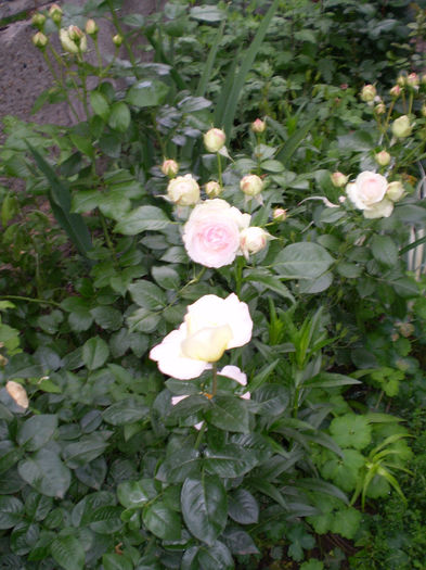 P5250029 - trandafiri 2014