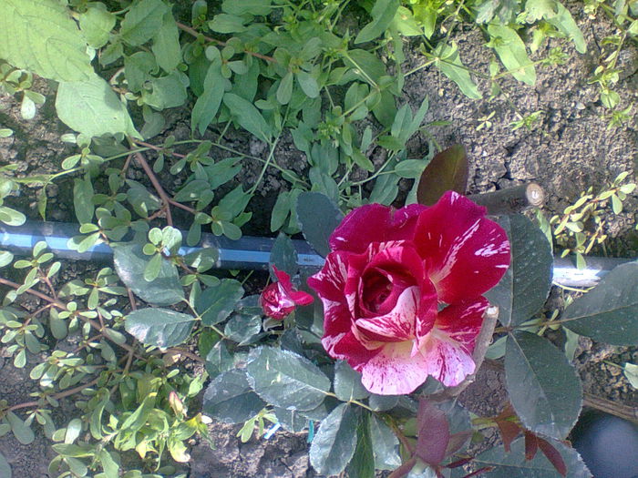 Maurice Utrillo´ - trandafiri plantati in toamna 2013