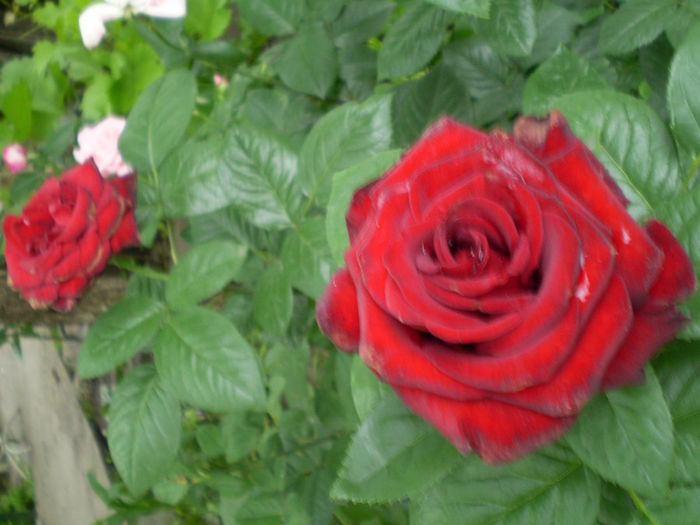 P5250032 - trandafiri 2014
