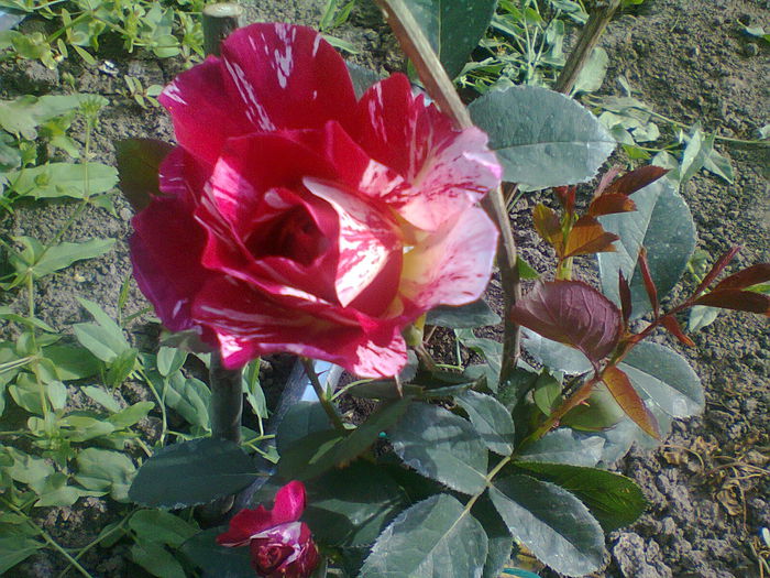 Maurice Utrillo´ - trandafiri plantati in toamna 2013