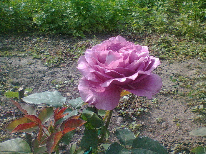 un frumos lila !!! - trandafiri plantati in toamna 2013
