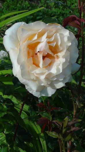 DSC01366 - h-trandafiri2014-1