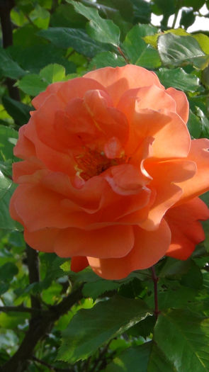 DSC01369 - h-trandafiri2014-1