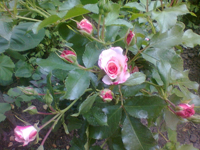 Rosenstadt Freising de la Coral