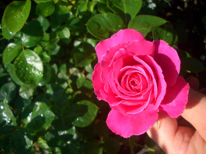 'Gemma' • HARlagoon; Floribunda.  Bred by Harkness (United Kingdom, 2003).
