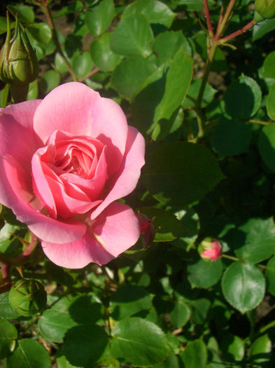 'Bailando'; Floribunda.  Bred by Hans Jürgen Evers (Germany, before 2007).
