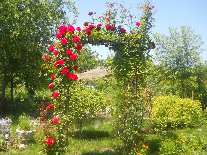Picture 216 - GRADINA 2014