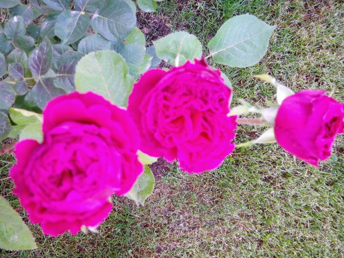 IMG_20140528_103252_1