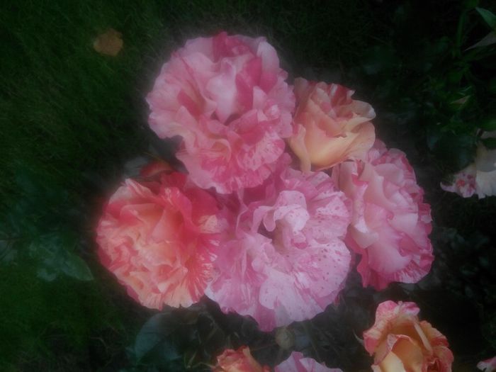 IMG_20140529_191018_1