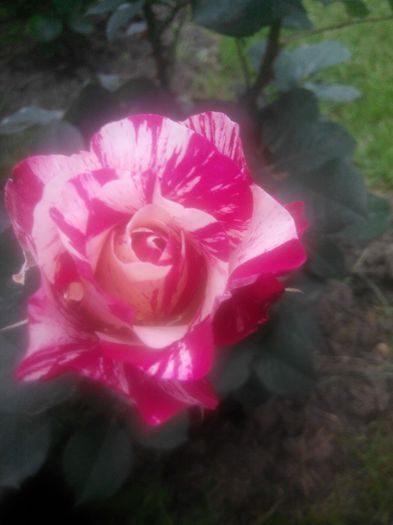 IMG_20140529_191058_1