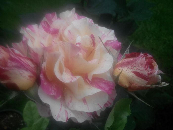 IMG_20140529_191114_1