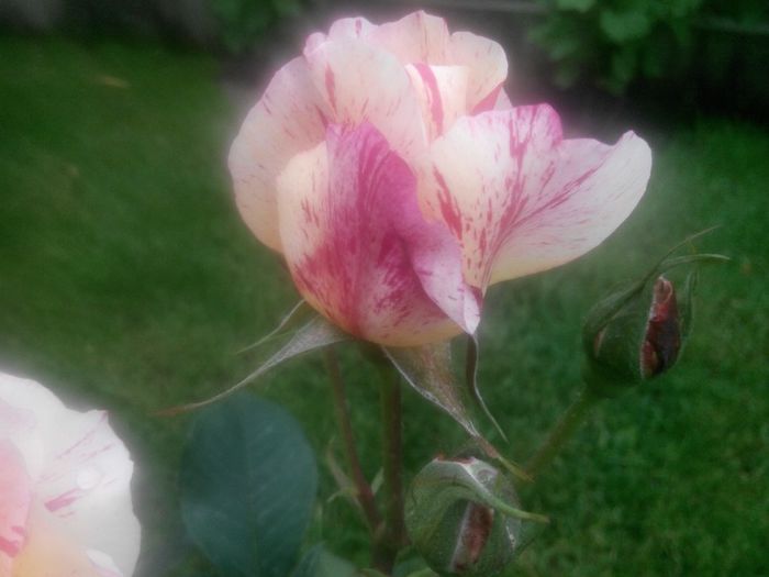 IMG_20140529_191127_1