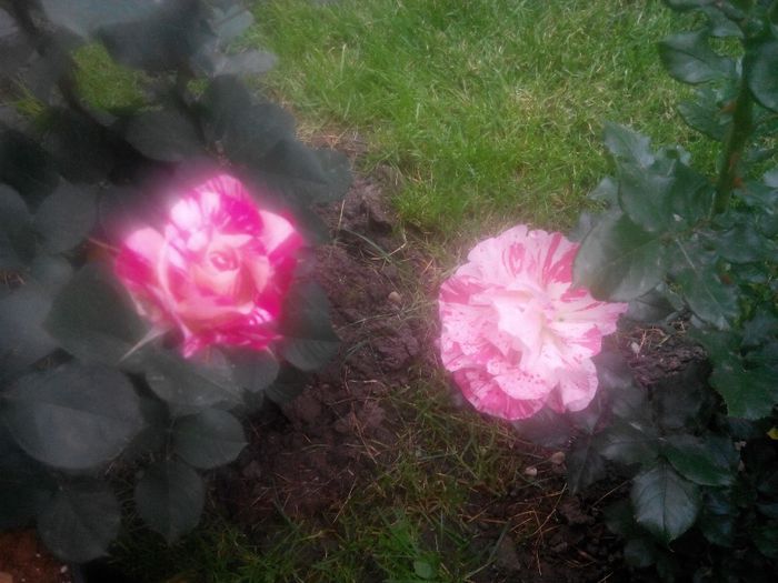 IMG_20140529_191139_1