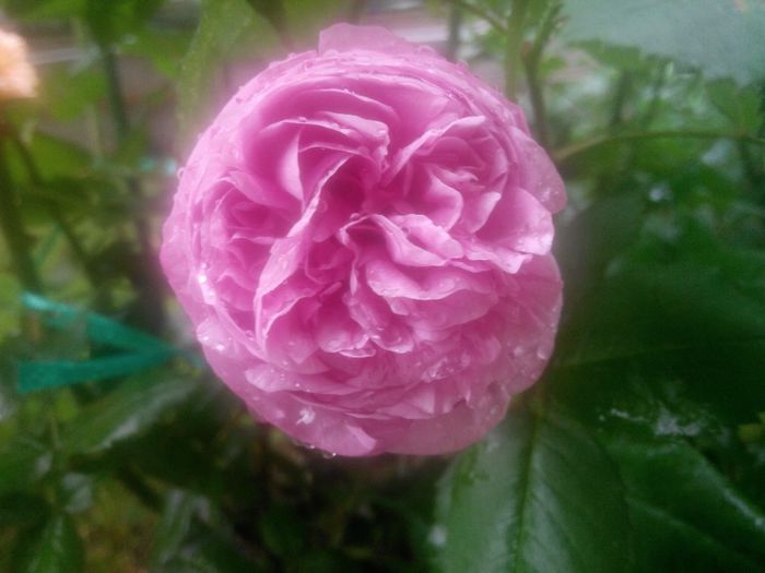 IMG_20140530_083648_1