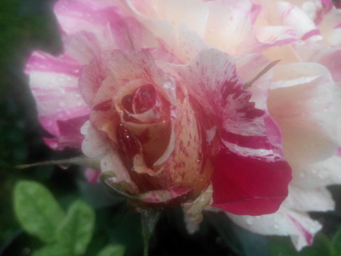 IMG_20140530_083851_1