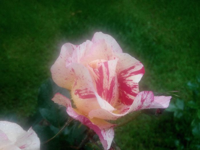 IMG_20140530_083932_1