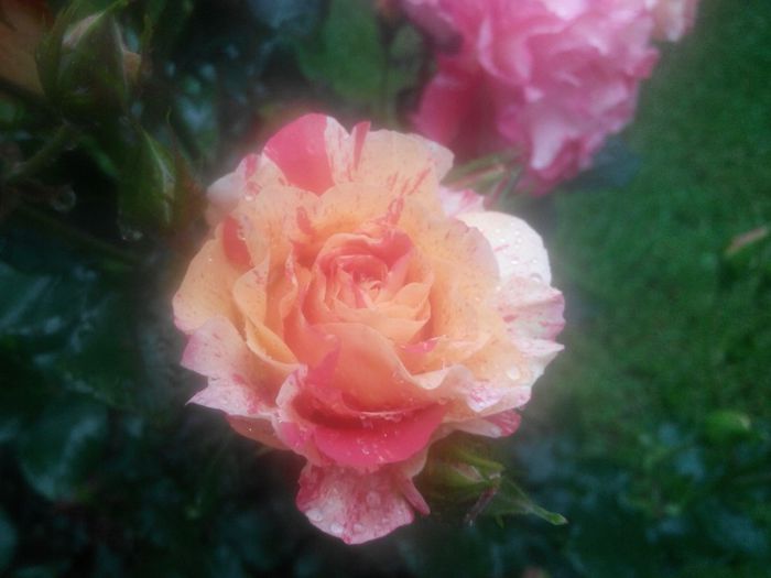 IMG_20140530_083946_1