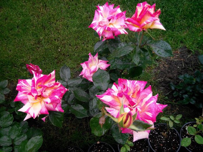 IMG_20140530_105955_1