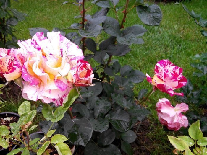 IMG_20140530_110020_1