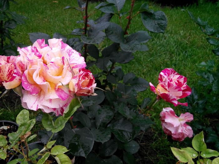 IMG_20140530_110025_1