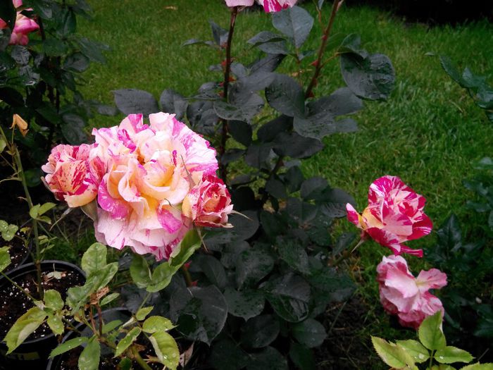 IMG_20140530_110034_1