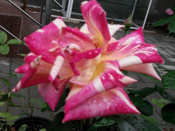 IMG_20140530_110316_1