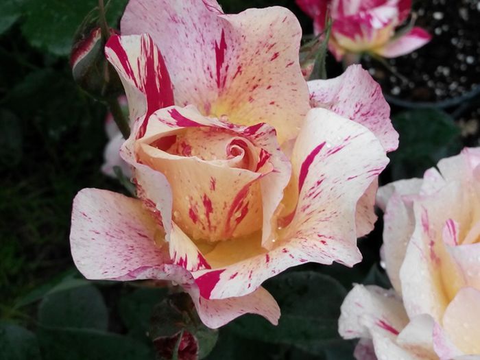 IMG_20140530_110337_1