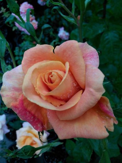 IMG_20140530_110407_1