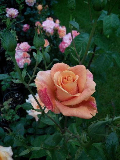 IMG_20140530_110419_1