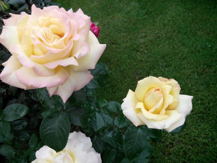 IMG_20140530_110442_1