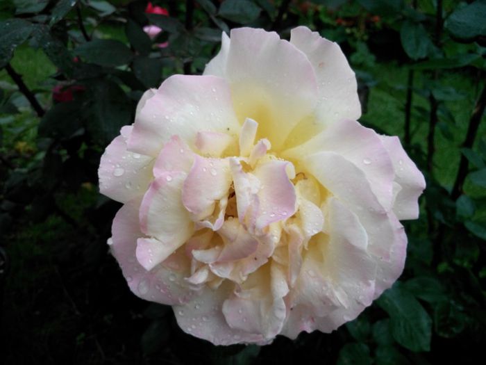 IMG_20140530_110545_1