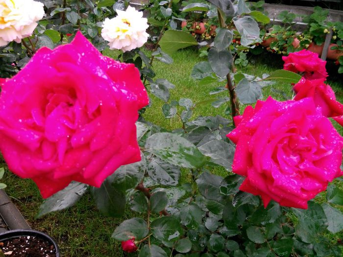 IMG_20140530_110602_1