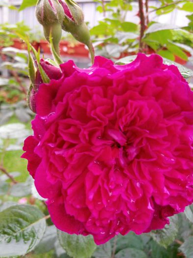 IMG_20140530_110644_1