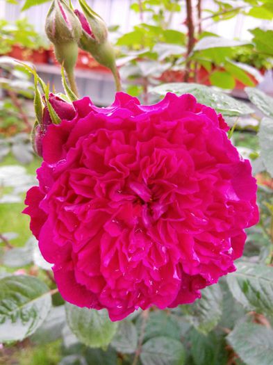 IMG_20140530_110648_1