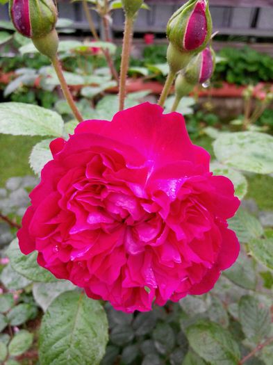 IMG_20140530_110717_1