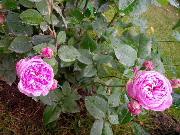 IMG_20140530_111117_1