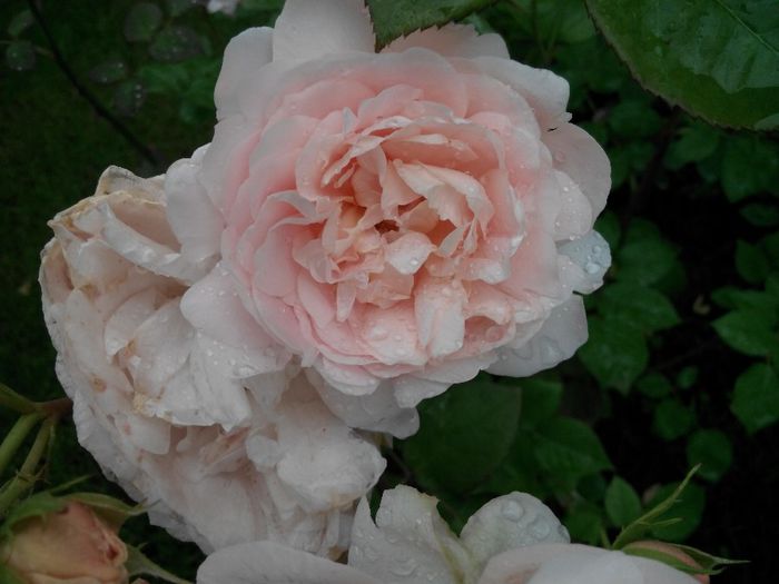 IMG_20140530_111252_1