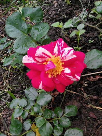 IMG_20140530_111405_1