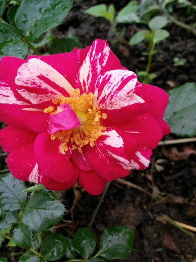 IMG_20140530_111411_1 - Trandafiri Tea